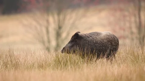 Big Wild boar, Sus scrofa, running on the grassy meadow. Stock Footage 88028482