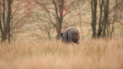 Big Wild boar, Sus scrofa, running on the grassy meadow. Видео 88028490