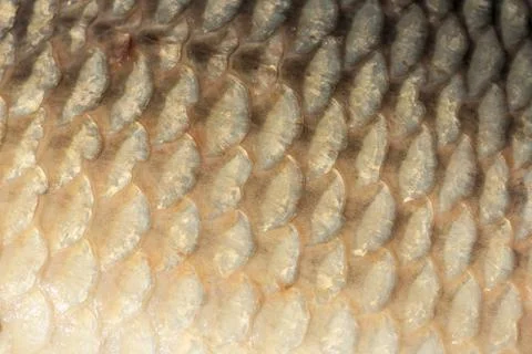 Big wild carp fish pattern textured skin scales macro view. Foto stock