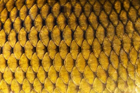 Big wild carp fish pattern textured skin scales macro view. Stock Photos
