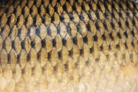 Big wild carp fish pattern textured skin scales macro view. Stock Photos