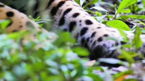 Big wild cat paws, wild jaguar paws in rainforest of Bolivia. Stock Footage 132395870
