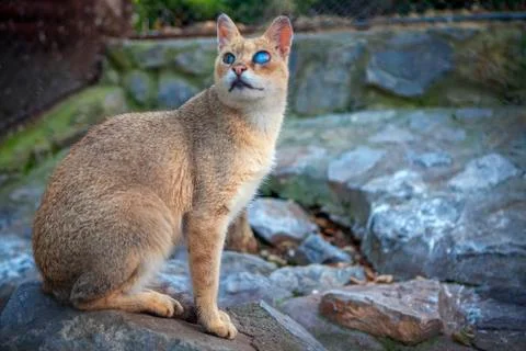 Big wild cat Stock Photos