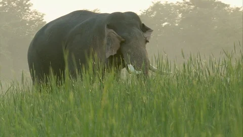 A big Wild elephant walking through tall grass Stock Footage 112980641