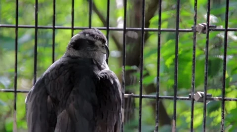 Big Wild Falcon in Cage Stock Footage 48569354