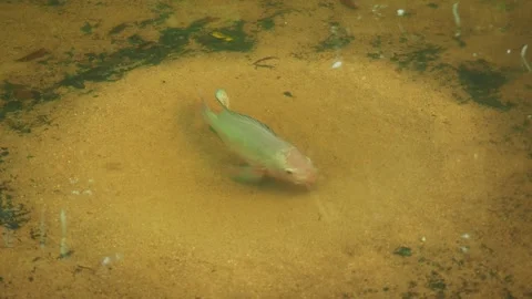 Big wild fish and fish nest Stock Footage 331975401