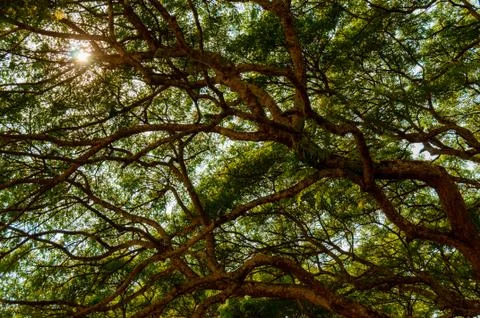 Big wild growing tree Stock Photos
