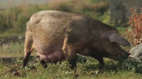 Big wild pig Vídeos de archivo 42909599
