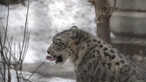 Big wild predatory cat irbis, snow leopard Video stock 105078731