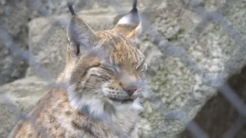 Big wild predatory cat lynx, bobcat Stock Footage 105688236