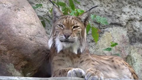 Big wild predatory cat lynx, bobcat Stock Footage 170676949