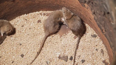 Big wild rats try to get out of trap through crack in bottom 스톡 동영상 103423889