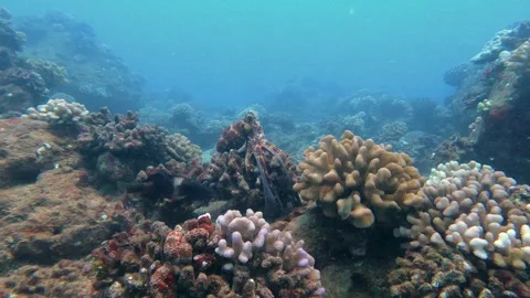 Big wild reef octopus changing camouflage color, patterns and texture of Stock Footage 243802001