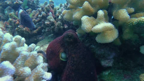 Big wild reef octopus changing camouflage color, patterns and texture of Stock Footage 243802035