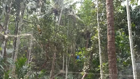 Big wild spider in web Stock Footage 169899592