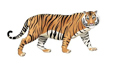 Big wild tiger Stock Illustration