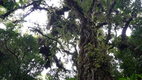 Big Wild Tree In the Jungle Forest [Slow Motion] Stock Footage 88961092