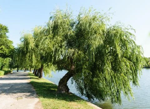 Big willow tree leaning over water lake Stock Photos