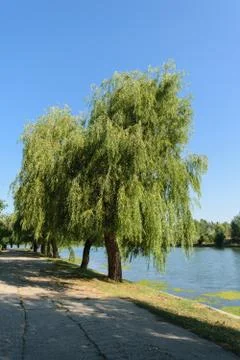 Big willow tree leaning over water lake Stock Photos