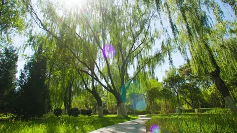 Big willow tree in the park-1 Stock Footage 258882659