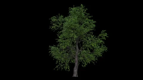 Big windy forest tree with green spring leaves and dark bark fully isolated Stock Footage 255013501