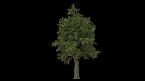 Big windy forest tree with green leaves and dark bark isolated alpha channel Stock Footage 255013502