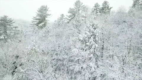 Big winter tree Stock Footage 138102580