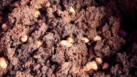 Big worm2 Stock Footage 120458524