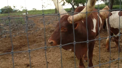 Big Yak and Buffalo Stock-Footage 44972435