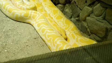 Big yellow and white pythom in the terrarium Stock Footage 91287579