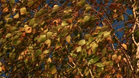 Big Yellow Branch In the Wind  Video stock 570119