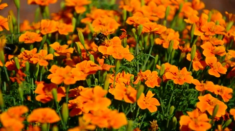 Big yellow bumblebee on beautiful orange flowers Stock Footage 40668237