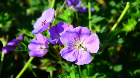 Big yellow bumblebee on beautiful violet flower Stock Footage 40667271