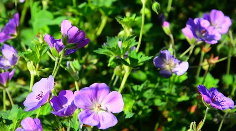 Big yellow bumblebee on beautiful violet flowers Stock Footage 40667428