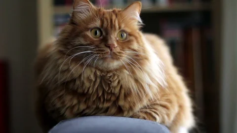 Big Yellow Cat Sits On The Couch Stock-Footage 87086613