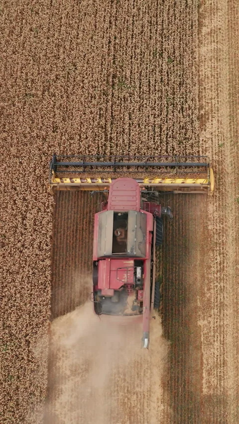 Big yellow crops gathering. Huge wheat harvester working in the field Stock Footage 297415128