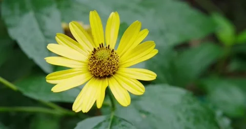 Big yellow daisy Stock Footage 140234938