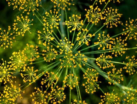 Big yellow dill flower Foto stock