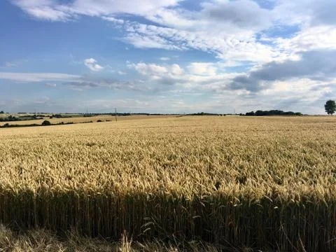 Big yellow fields Stock Photos