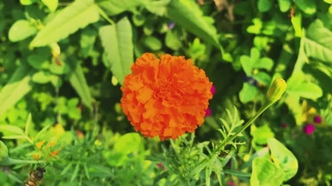 Big yellow flower closeup and background green Stock Footage 224866892