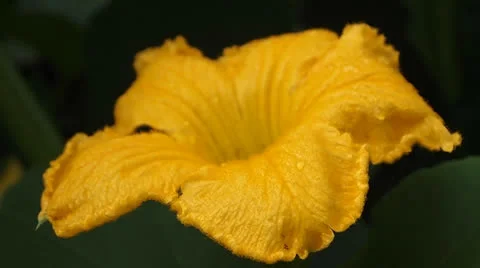 Big yellow flower 動画素材 25848116