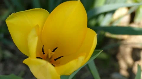 Big Yellow Flower On A Wind Stock Footage 50040684