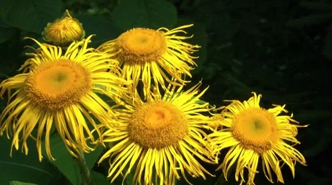 Big Yellow Flowers Stock Footage 7764101