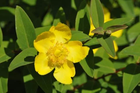 Big yellow hypericum with green leafs Stock Photos