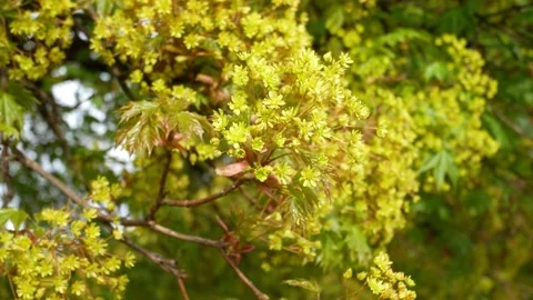 Big yellow inflorescence of maple swinging in the wind Stock-Footage 140690106