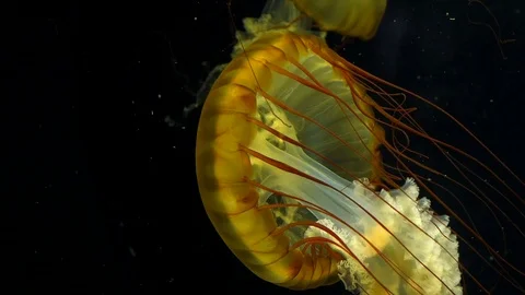 Big Yellow Jellyfish Floating in Deep Waters Video stock 102220620