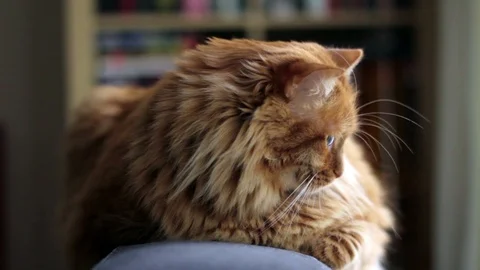 Big Yellow Kitten Sits On The Couch Video stock 87084713