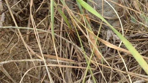 Big yellow mantis in the grass close Stockbeeldmateriaal 73678787
