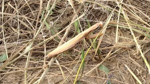 Big yellow mantis in the grass close 2 Stock Footage 73678900