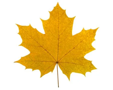 Big yellow maple leaf Foto stock
